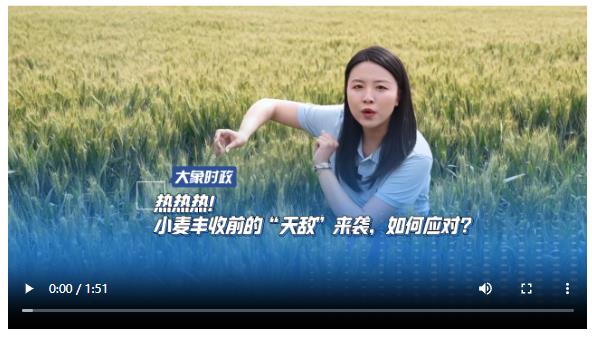 熱熱熱！小麥豐收前的“天敵”來(lái)襲，如何應(yīng)對(duì)？