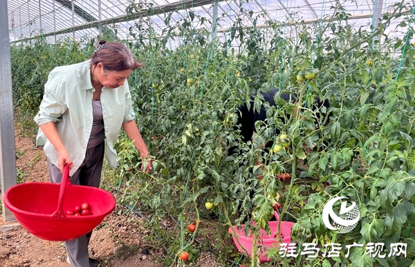 平輿縣萬冢鎮(zhèn)閆樓村：田園采摘新風尚 番茄飄香促振興