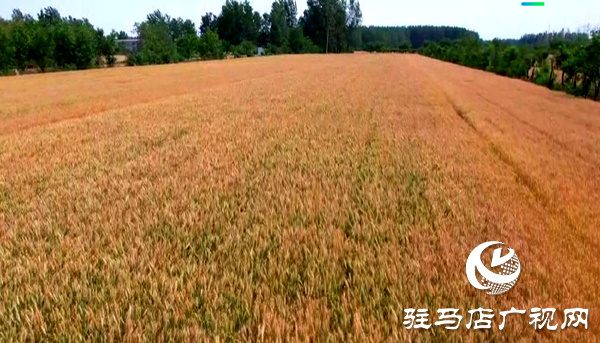 遂平縣：2700臺(tái)收割機(jī)完成體檢  智慧調(diào)度護(hù)航顆粒歸倉(cāng)