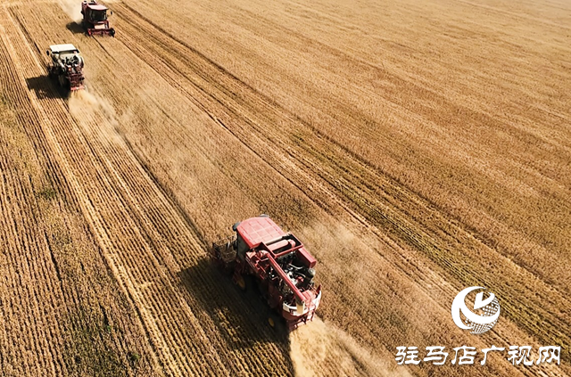 驛城區(qū)：60多萬畝小麥開鐮收割