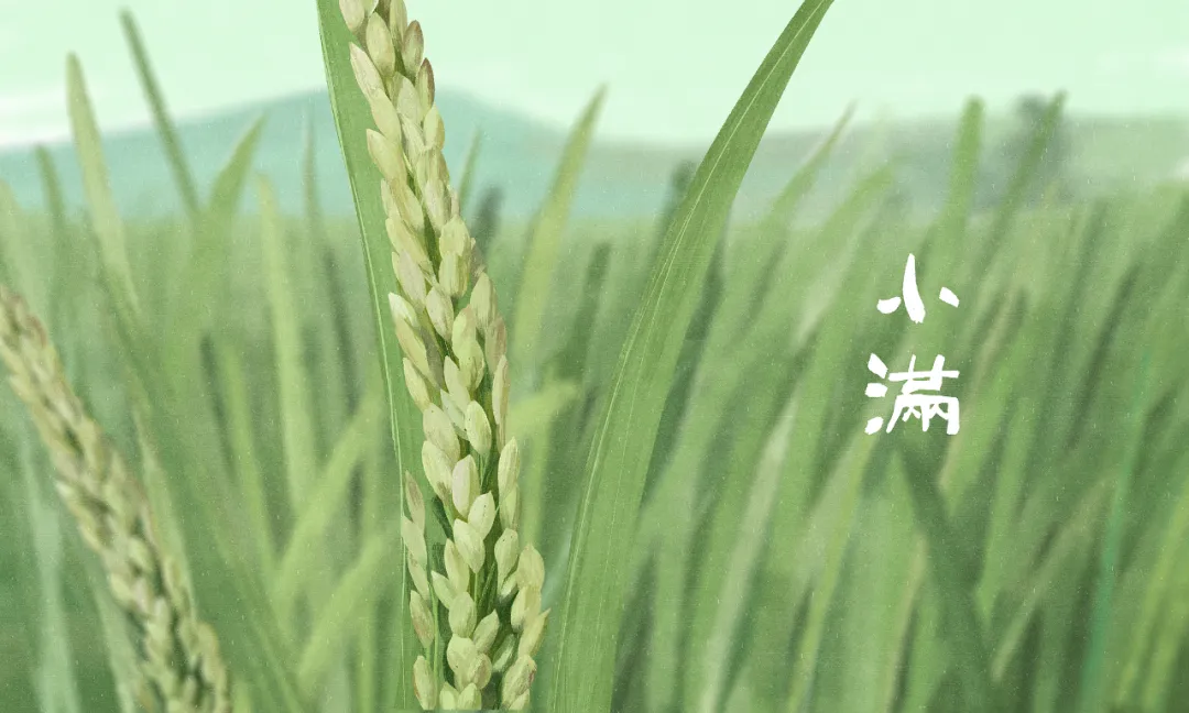 今日小滿：小得盈滿，萬物可期