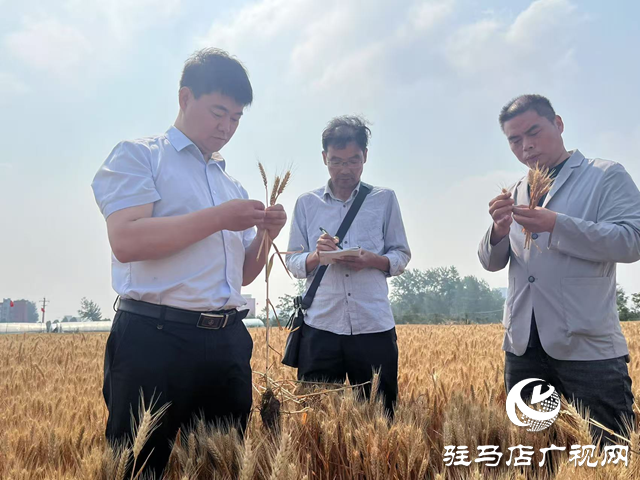 749.1公斤！駐馬店百農(nóng)1316小麥測產(chǎn)破紀(jì)錄 科技賦能解鎖糧田密碼