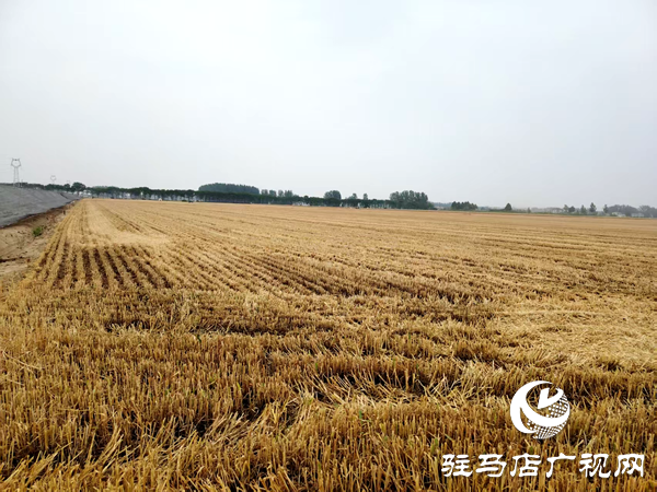 平輿縣射橋鎮(zhèn)：二百“鐵?！饼R上陣  奏響夏糧“豐收曲”