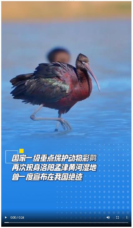 國家一級重點(diǎn)保護(hù)動物彩鹮再次現(xiàn)身洛陽孟津黃河濕地 曾一度宣布在我國絕跡