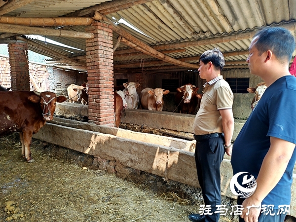 文明鄉(xiāng)風(fēng)潤沃土——平輿縣辛店鄉(xiāng)韓坡村獲評第七屆全國文明村鎮(zhèn)紀(jì)實