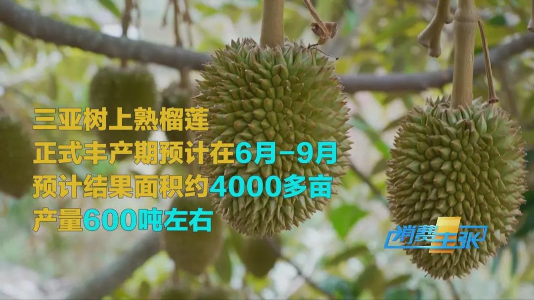“水果之王”價(jià)格腰斬，還能再降！