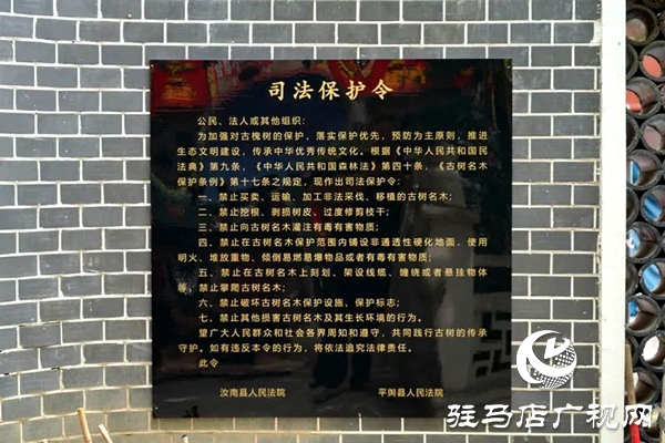 千年古槐披法袍！駐馬店兩地法院聯(lián)合發(fā)布司法保護令守護活化石