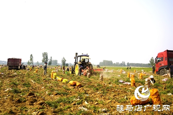  遂平縣褚堂街道：馬鈴薯喜獲豐收，助力鄉(xiāng)村振興