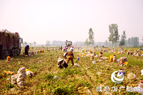  遂平縣褚堂街道：馬鈴薯喜獲豐收，助力鄉(xiāng)村振興