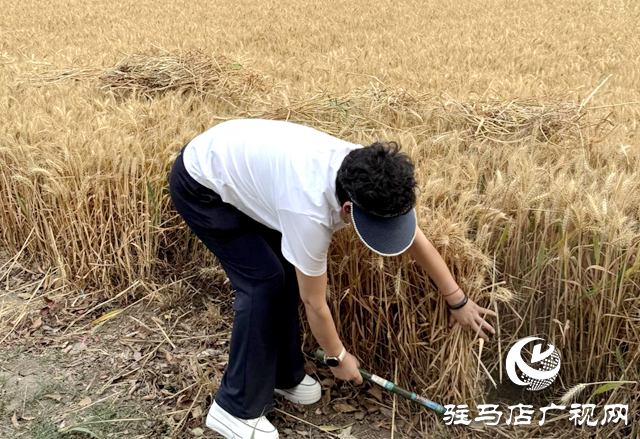 三夏搶收搶種忙 駐村工作隊(duì)一線顯擔(dān)當(dāng)