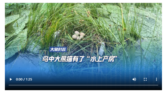 鳥中大熊貓有了“水上產(chǎn)房”