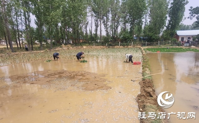 泌陽(yáng)縣春水鎮(zhèn)：引來及時(shí)水田間添新景 水芋頭種植正當(dāng)時(shí)
