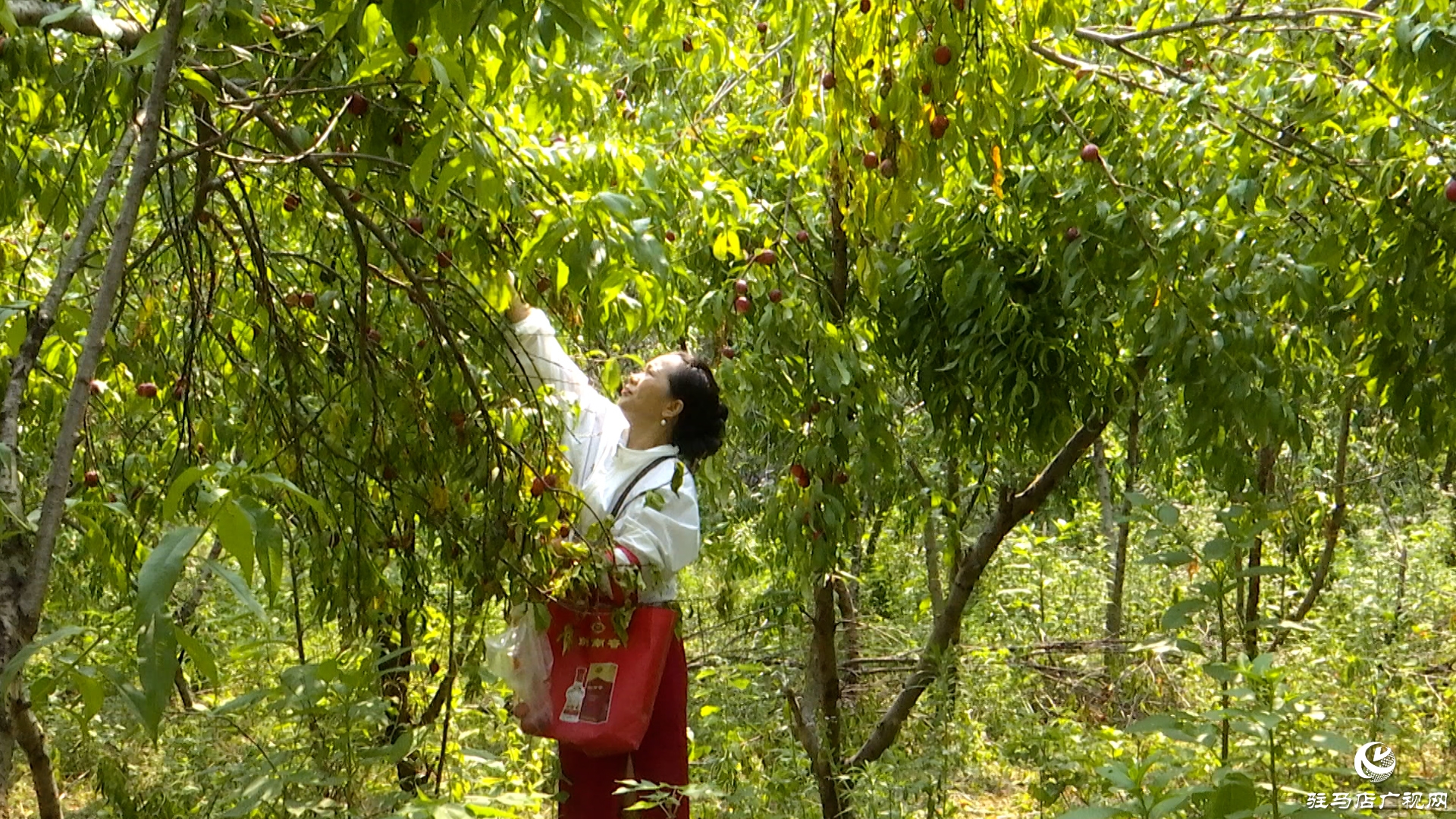 正陽縣清源街道：油桃飄香迎豐收?鄉(xiāng)村振興展新顏
