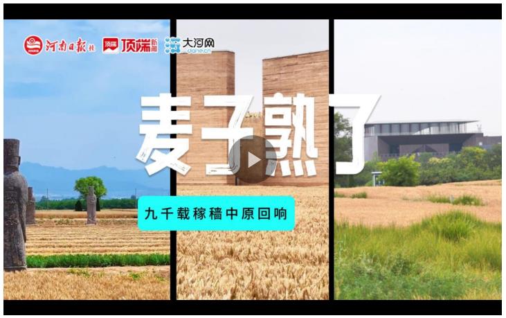 麥子熟了！九千載稼穡中原回響