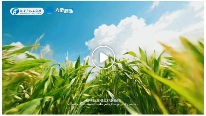 中國(guó)節(jié)氣·芒種丨左手收麥浪，右手種希望