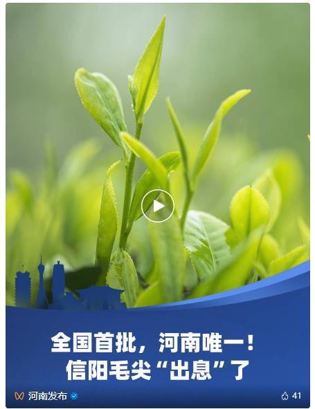 河南這一口茶，真香！