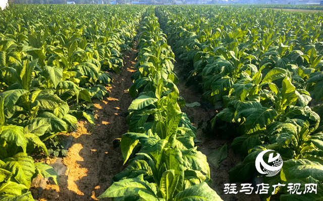 泌陽縣郭集鎮(zhèn)：黨建紅賦能“金葉”黃