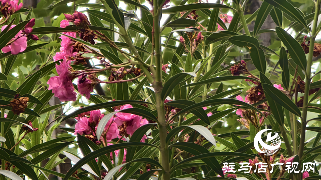 市區(qū)夾竹桃絢爛綻放 提醒市民：可賞勿摘，美麗背后藏風(fēng)險(xiǎn)