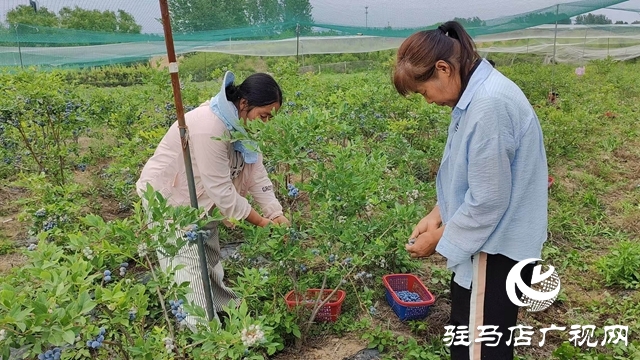 泌陽(yáng)高邑鎮(zhèn)：藍(lán)莓飄香季 致富果 鋪就鄉(xiāng)村振興路