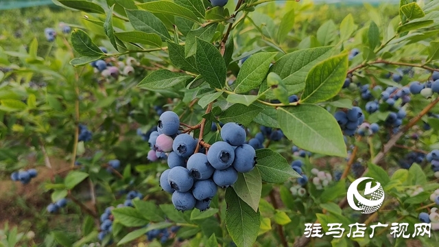 泌陽(yáng)高邑鎮(zhèn)：藍(lán)莓飄香季 致富果 鋪就鄉(xiāng)村振興路