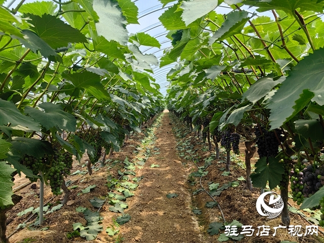 泌陽縣高邑鎮(zhèn)：特色林果產(chǎn)業(yè)點(diǎn)燃鄉(xiāng)村振興“新引擎”