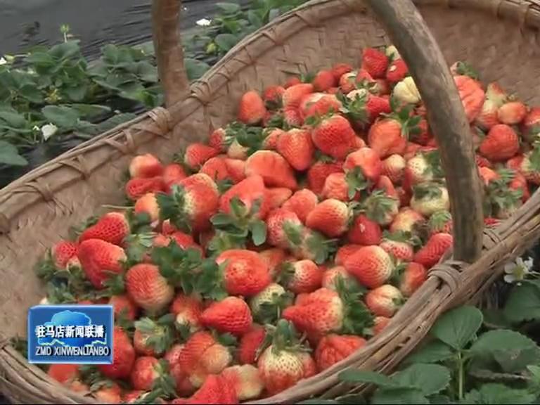 盤古鄉(xiāng)草莓種植讓農民走上致富路