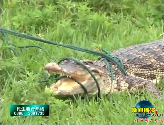 鱷魚驚現(xiàn)汝河遂平段